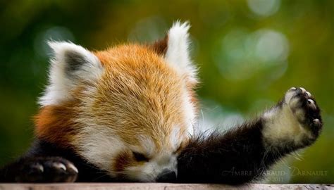 Angry Red Panda