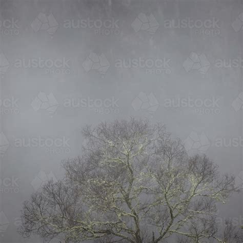 Image Of Tree In Mist Austockphoto