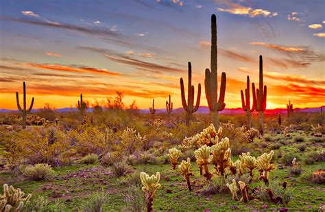 How does this plant thrive in an environment where it rains less than 10 inches of rain a year? Cacti, birds, and life in the Sonoran Desert • Earth.com