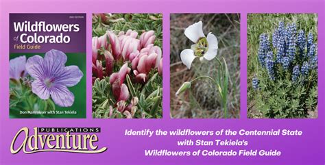 Discover The Wildflowers Of Colorado Adventure Publications