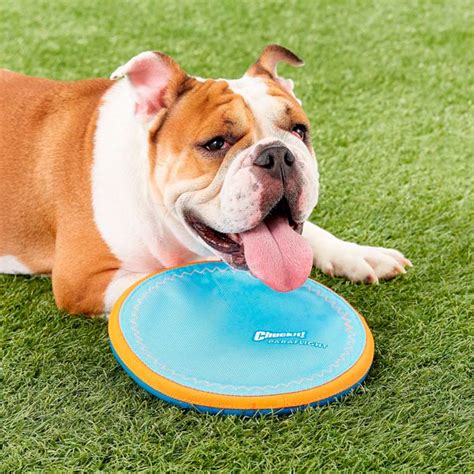 10 Best Dog Frisbees Reviewed In 2022