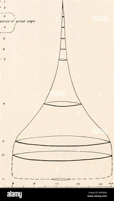 Biological Drawing Of A Heart Materi Pembelajaran