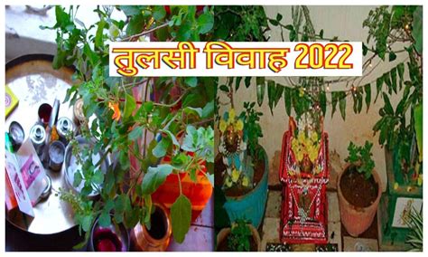 Tulsi Vivah 2022 Date Time Shubh Muhurat Tulsi Vivaah Pujan Samagri Ans