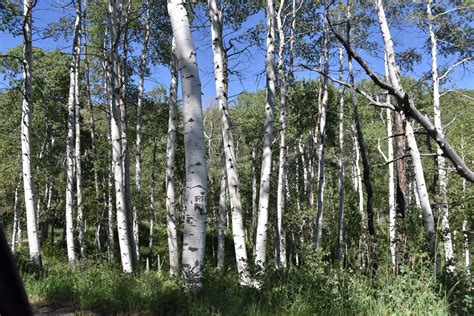 Forest Of Birch Trees Free Stock Photo Public Domain Pictures