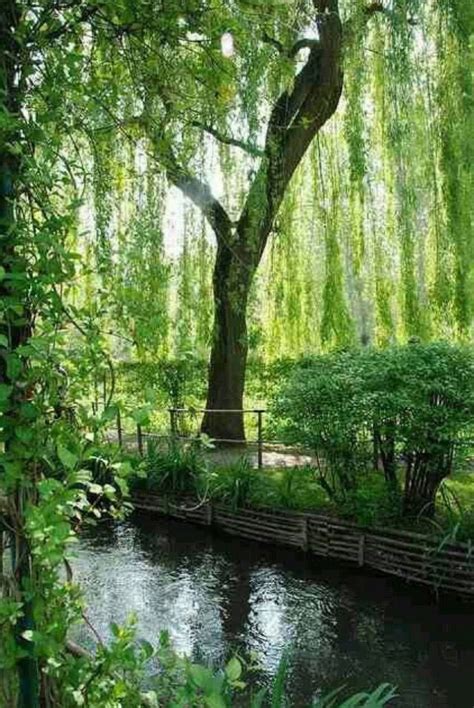 Weeping Willow Tree Weeping Willow Beautiful Tree Beautiful Nature