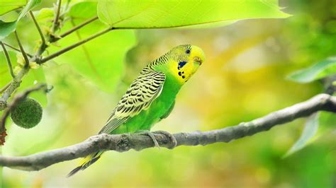 Parakeets Wallpapers Wallpaper Cave