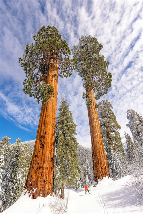 Conservation Organization Raised 16 Million To Buy Giant Sequoia Grove