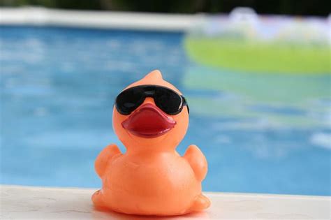 Duck Sunglasses Ubicaciondepersonascdmxgobmx