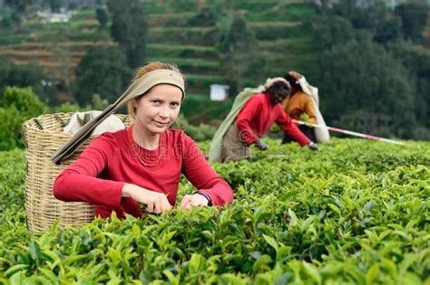 Smiling Women Working On A Tea Plantation In Sri Lanka Editorial