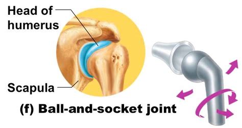 A joint (= a place where two bones are connected) consisting of a round end and a hollow socket…. Ball And Socket Joint Diagram