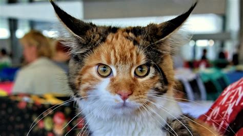 These Are 3 Of The Biggest Cat Breeds In The World Video