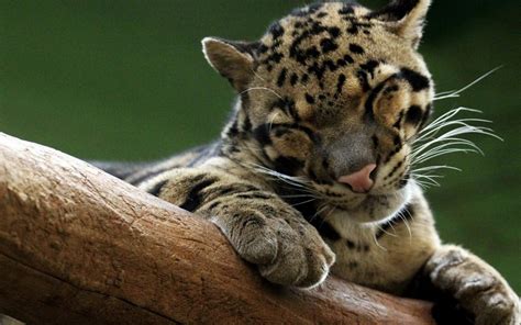 Clouded Leopard Wallpapers Top Free Clouded Leopard Backgrounds