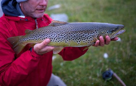 Wild Brown Trout Fishing In Scotland Orvis Guides