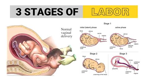 3 Stages Of Labour Youtube