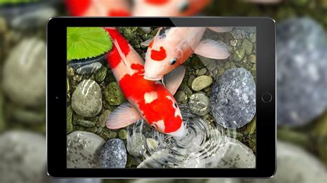 Betta fish 3d is a 3d live wallpaper that mimics the actual famous betta fish, the siamese fighting fish. fondo de pantalla en movimiento 3d de pescados for Android ...