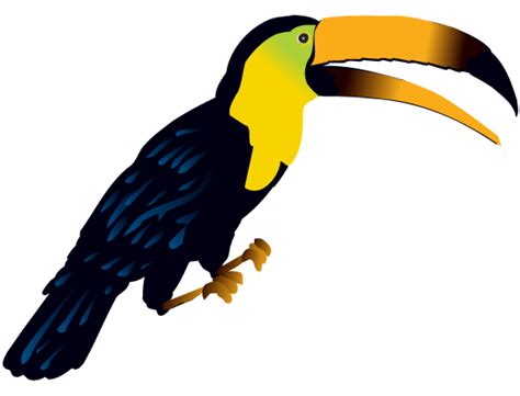 Toucan Rainforest Animals Printable Clipart 10 Free Cliparts Download