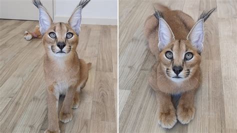 Cute Caracal Cat Twitches His Ears Youtube