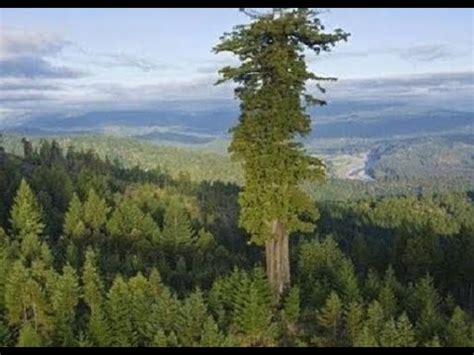 Untuk pengetahuan anda, pokok paling tinggi di dunia diberi nama hyperion, adalah 3 meter lebih tinggi berbanding stratosphere giant, dengan ketinggian 116 meter. 5~POHON TERTINGGI di DUNIA - YouTube