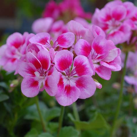 Geranium Flower Fairy Pink Splash Suttons