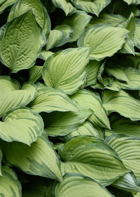 7 Tips For Growing Hostas Hostas Shade Tolerant Plants Longfield