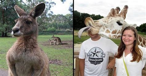 10 Hilarious Animal Photobombs That Made My Day Bouncy Mustard