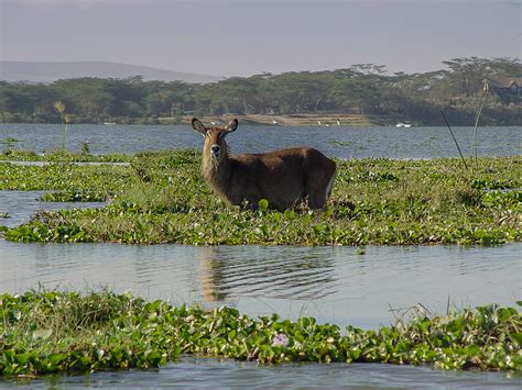 Parque Nacional Lago Naivasha Kenia Vivimos De Viaje