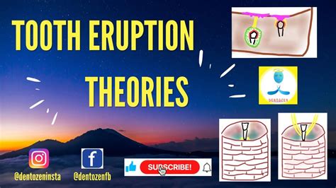 Theories Of Tooth Eruption Root Formation Bone Remodelling