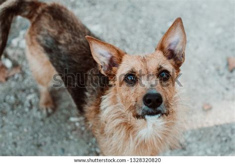 Nice Brown Dog Pointy Ears Brown Stock Photo Edit Now 1328320820