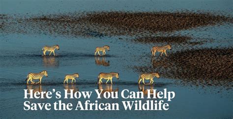 Prints For Wildlife By Brilliant Photographers Help To Save African