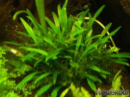 Криптокорина карликовая (cryptocoryne parva) арт.: Cryptocoryne parva - Flowgrow Aquatic Plant Database