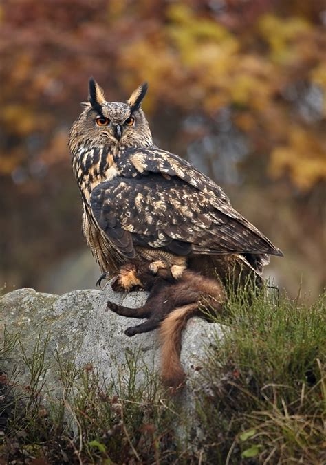 Eurasian Eagle Owl Pyrenees Biodiversity · Inaturalist