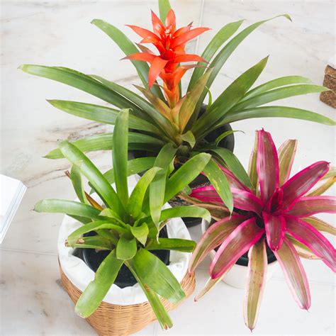 12 Bromeliad Types And How To Care For Them Indoors Glidetrack