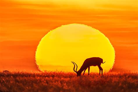 African Grasslands Sunset