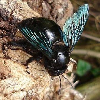 Serving all the cities around phoenix. Carpenter Bee Control and extermination experts for Home ...