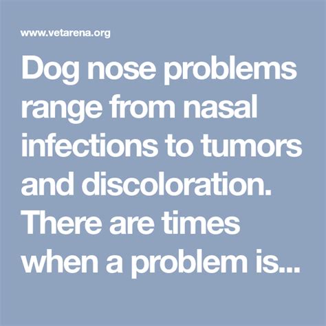 Dog Nose Problems Range From Nasal Infections To Tumors And