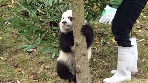 Panda Baby I Can Climb December 8th 2014 パンダ 熊猫 Youtube