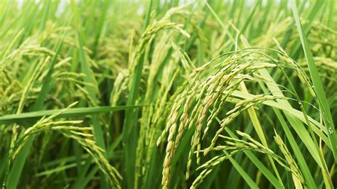 New Chinese Breakthrough In Hybrid Rice Breeding Could Feed Billions Cgtn