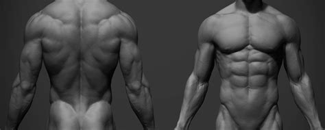 Анатомия Мужчины Фото Telegraph
