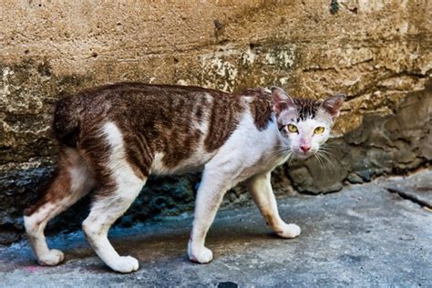 5 Ways Feral Cats Do More Good Than Harm For Wildlife
