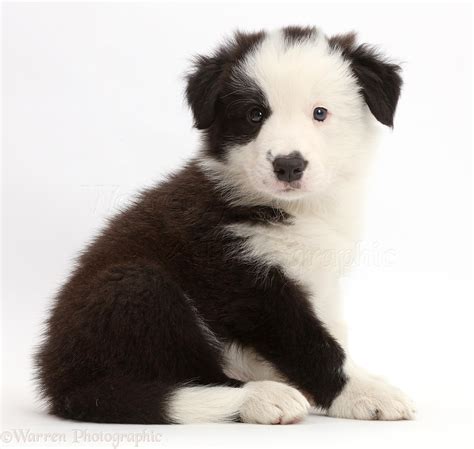 Dog Black And White Border Collie Puppy Sitting Photo Wp43307