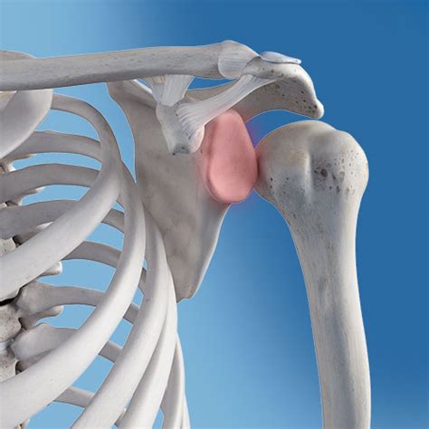 Shoulder Dislocation Specialty Orthopaedics Samuel Park Md
