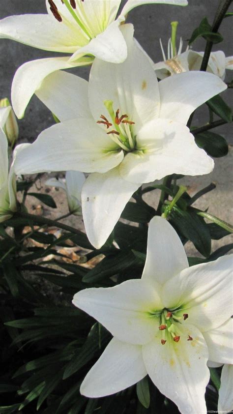 White Lily Wallpapers Top Free White Lily Backgrounds Wallpaperaccess