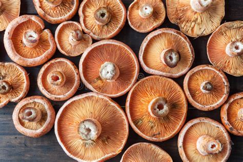 Edible Orange Mushrooms Saffron Milk Cap Top View Stock Photo