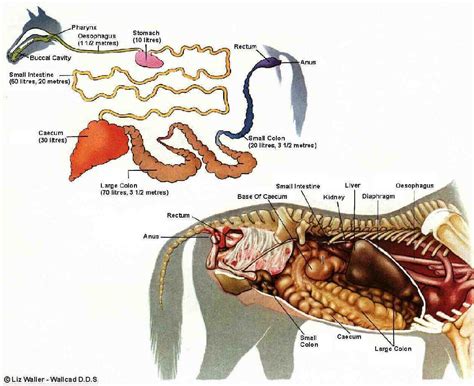 Pin By Maria Levin On Equine System Gastrointestinal And Digestive