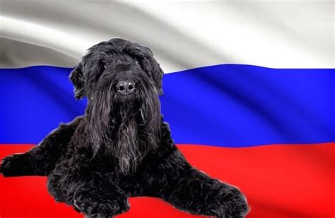 Russian Dog Breeds List