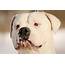 Serious American Bulldog Closeup Wallpapers And Images 