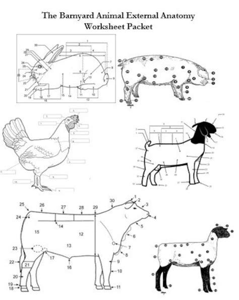 Printable Livestock Animals External Anatomy Worksheet And Etsy