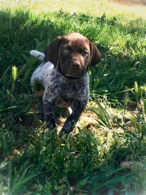 See more ideas about german shorthaired pointer, dogs, german shorthair. German Shorthaired Pointer Puppies For Sale | Moreno Valley, CA #297797