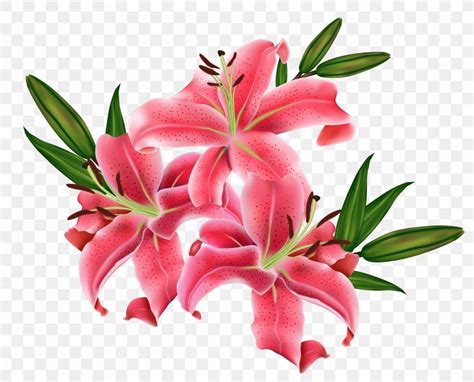 Tiger Lily Lilium Bulbiferum Flower Clip Art PNG 4542x3665px Tiger