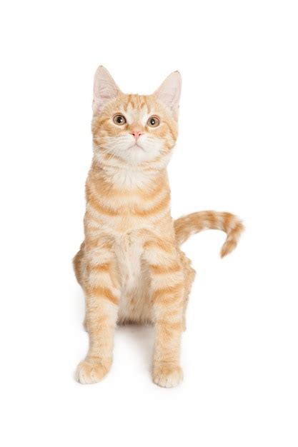 Premium Photo Orange And White Striped Kitten